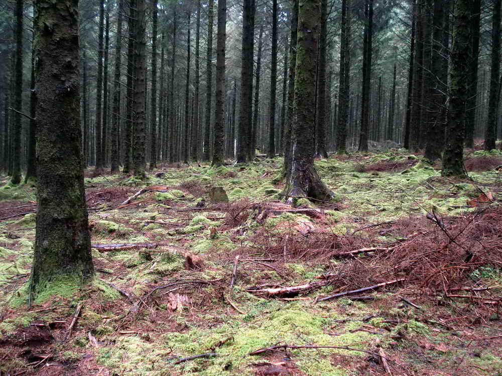 General view in the mature spruce forest