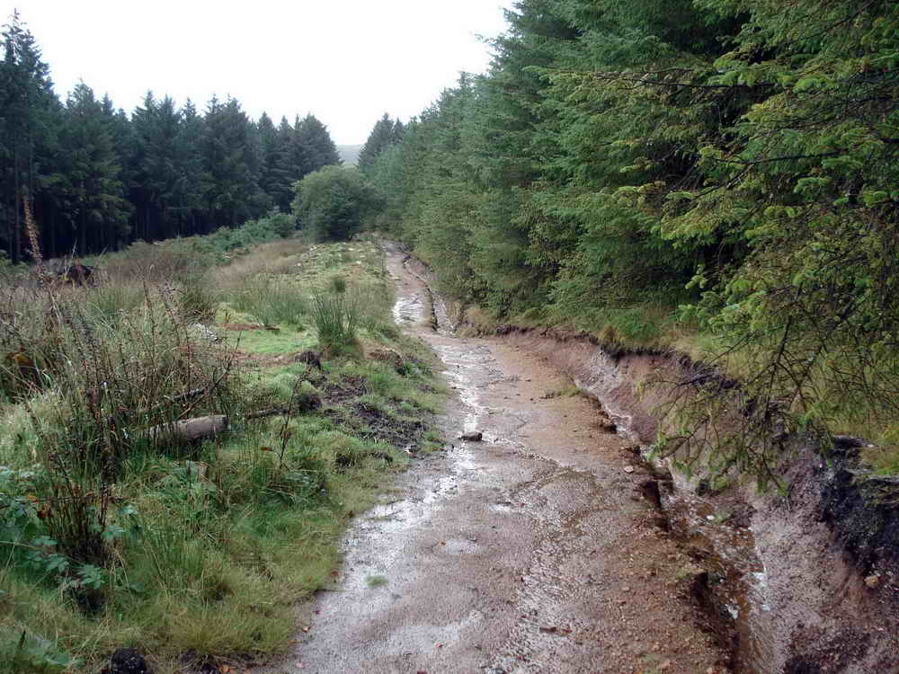 Rain water running out of the peat layer in the forest into a gully