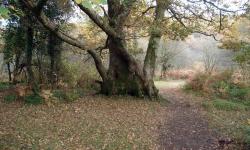 Featured image of post Newbridge and Deeper Marsh
