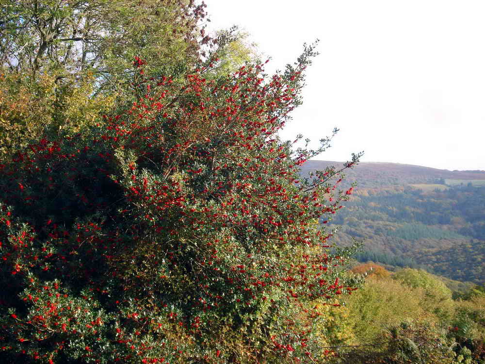 Holly with a lot of red berries
