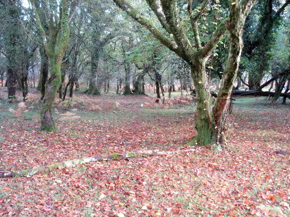 View of the open woodland