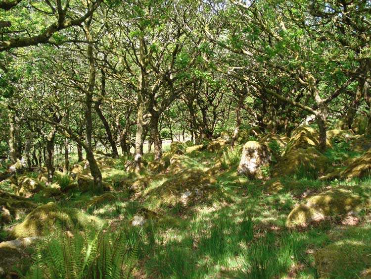 Wistman’s Wood